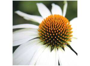 Echinacea Pow Wow White