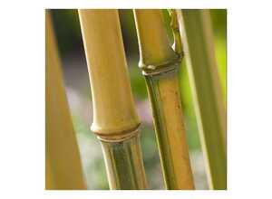 Bambou moyen : Phyllostachys aurea