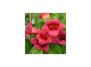 Bignone 'Stromboli'