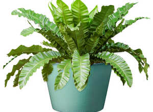 Pot rond vert gamme Flamenco Ø 21 cm
