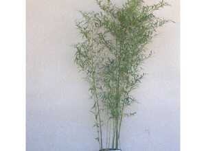 Bambou moyen : Phyllostachys aurea 'Flavescens inversa'