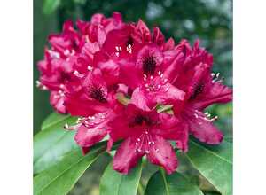 Rhododendron 'Nova zembla'
