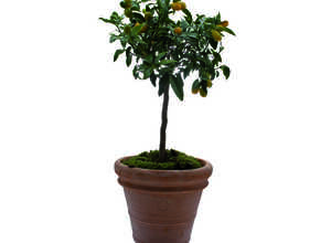 Pot Toscane en terre cuite claire - Ø91 x H71 Pot Toscane en terre cuite claire - Ø91 x H71