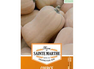 Courge Musquée Butternut