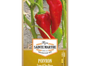 Piment Corno Di Toro Rosso