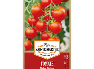 Tomate Miel du Mexique