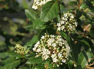 Laurier tin - Viburnum tinus