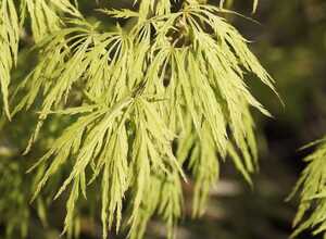 Erable du Japon 'Dissectum Viridis'