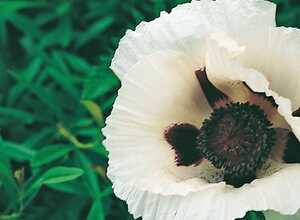 Papaver orientalis royal wedding