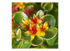 Sedum kamtschaticum variegatum