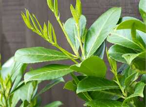 Laurier-palme Diana