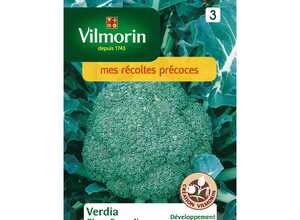 Chou brocoli verdia