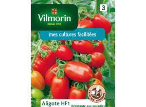 Tomate aligote
