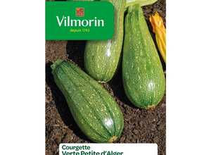 Semences pour courgette verte de la variété petit alger - 1 m