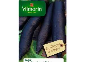 Semences pour radis noir de la variété gros long d'hiver - 1 m