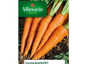 Semences pour carotte hybride de la variété scarla - 2 m