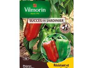 Semences pour poivron hybride de la variété predi - 2 m