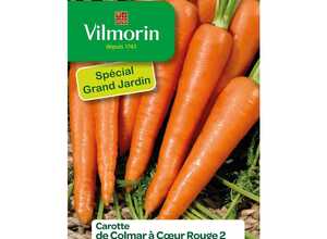 Semences pour carotte de la variété Colmar à cœur rouge - 4 m