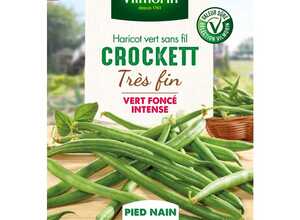 Semences pour haricot nain de la variété crockett - 20 m
