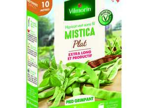 Semences pour haricot nain de la variété mistica - 10 m