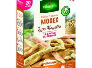 Semences pour haricot nain de la variété mogex - 20 m