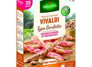 Semences pour haricot nain de la variété vivaldi - 20 m