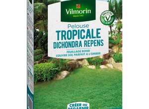 Pelouse tropicale dichondra repens 500 g
