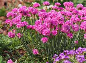 Gazon d'Espagne rose