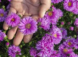 Aster d'automne 'Rose d'Anjou' - Aster Novi-Belgii