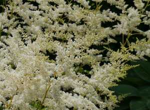 Astilbe du japon blanche