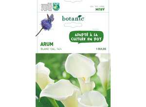 Arum blanc 1 bulbe de calibre 14 – 2 m Arum blanc 1 bulbe de calibre 14 – 2 m