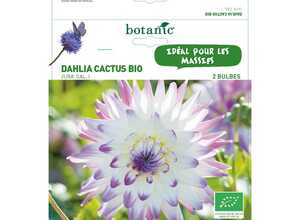 Dahlia cactus jura bio 2 bulbes de calibre 1 – 4 m Dahlia cactus jura bio 2 bulbes de calibre 1 – 4 m