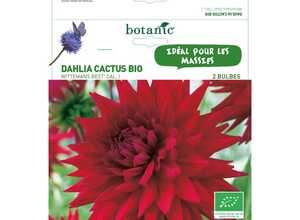 Dahlia cactus wittemas bio 2 bulbes de calibre 1 – 4 m Dahlia cactus wittemas bio 2 bulbes de calibre 1 – 4 m