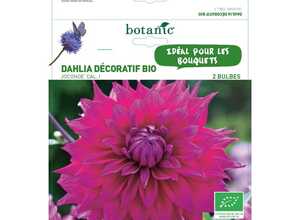 Dahlia décoratif joconde bio 2 bulbes de calibre 1 – 4 m Dahlia décoratif joconde bio 2 bulbes de calibre 1 – 4 m