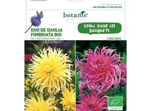 Duo dahlia yellow et sarah may bio 2 bulbes de calibre 1 – 4 m Duo dahlia yellow et sarah may bio 2 bulbes de calibre 1 – 4 m