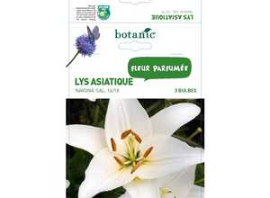 Lys asiatique blanc 3 bulbes de calibre 16 à 18 – 2 m Lys asiatique blanc 3 bulbes de calibre 16 à 18 – 2 m