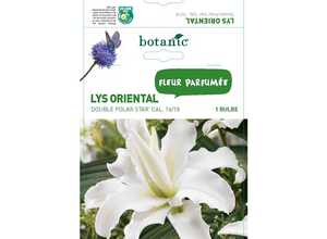 Lys oriental blanc 1 bulbe de calibre 16 à 18 – 2 m Lys oriental blanc 1 bulbe de calibre 16 à 18 – 2 m
