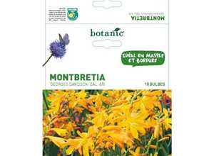 Montbretia orange 10 bulbes de calibre 6 à 8 – 2 m