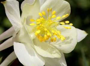 Ancolie blanche Ancolie blanche