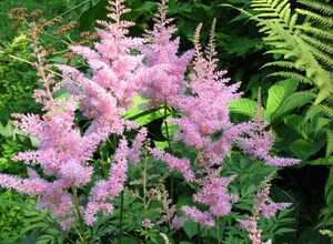 Astilbe rose