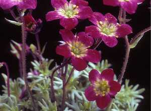 Saxifrage rose