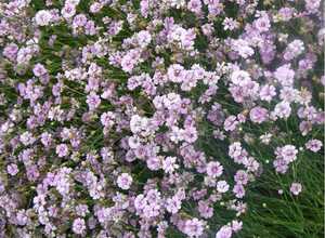 Oeillet des rochers rose - Tunica saxifraga