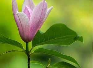 Magnolia Heaven scent
