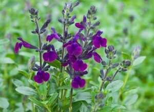 Sauge 'Violette de Loire'