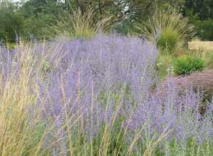 Perovskia 'Blue spire'