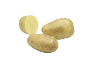 Pommes de terre Élodie calibre 28/35, 10 plants