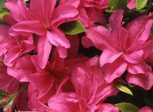 Azalée japonaise 'Rosa King'