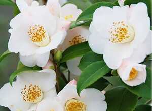 Camélia champêtre 'Cinnamon Scentsation'