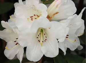 Rhododendron 'Sir Charles Lemon'