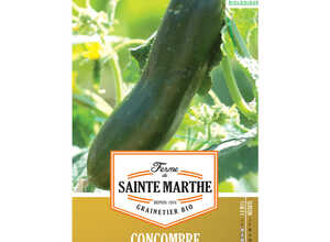 Concombre Vert Long Maraîcher
